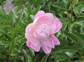 Pivoňka bělokvětá 'Catharina Fontijn' - Paeonia lactiflora 'Catharina Fontijn'