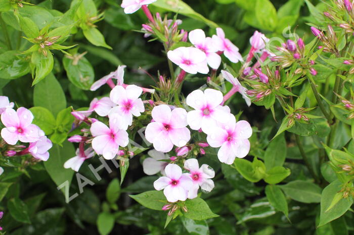 Plamenka latnatá 'Early Lavender Pop' - Phlox paniculata 'Early Lavender Pop'