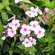 Plamenka latnatá 'Early Lavender Pop' - Phlox paniculata 'Early Lavender Pop'