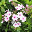 Plamenka latnatá 'Early Lavender Pop' - Phlox paniculata 'Early Lavender Pop'