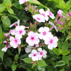 Plamenka latnatá 'Early Lavender Pop' - Phlox paniculata 'Early Lavender Pop'