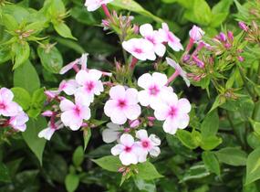 Plamenka latnatá 'Early Lavender Pop' - Phlox paniculata 'Early Lavender Pop'