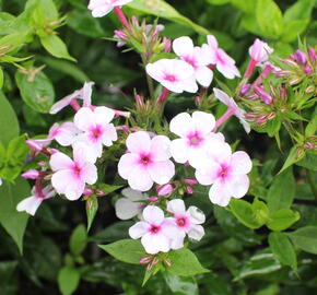 Plamenka latnatá 'Early Lavender Pop' - Phlox paniculata 'Early Lavender Pop'