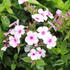 plamenka-latnata-early-lavender-pop.jpg