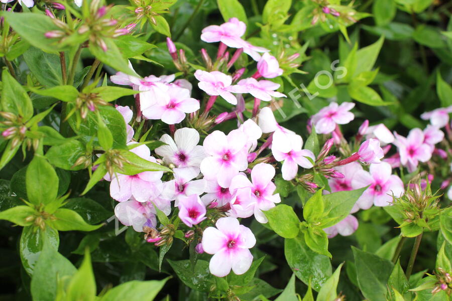 Plamenka latnatá 'Early Lavender Pop' - Phlox paniculata 'Early Lavender Pop'