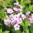 Plamenka latnatá 'Early Lavender Pop' - Phlox paniculata 'Early Lavender Pop'