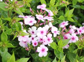 Plamenka latnatá 'Early Lavender Pop' - Phlox paniculata 'Early Lavender Pop'