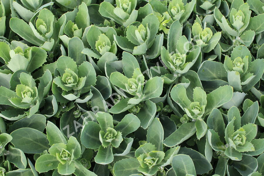 Rozchodník nachový 'Autumn Fire' - Sedum telephium 'Autumn Fire'