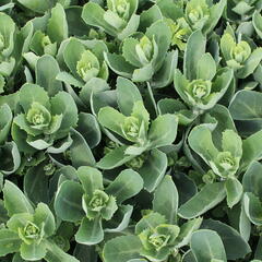 Rozchodník nachový 'Autumn Fire' - Sedum telephium 'Autumn Fire'