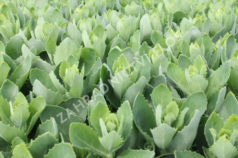 Rozchodník nachový 'Autumn Fire' - Sedum telephium 'Autumn Fire'