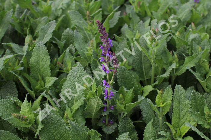 Šalvej lesní 'May Night' - Salvia sylvestris 'May Night'
