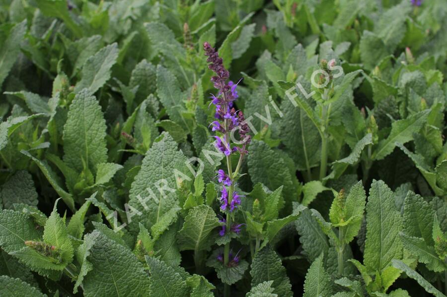 Šalvej lesní 'May Night' - Salvia sylvestris 'May Night'
