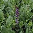 Šalvej lesní 'May Night' - Salvia sylvestris 'May Night'