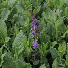 Šalvej lesní 'May Night' - Salvia sylvestris 'May Night'