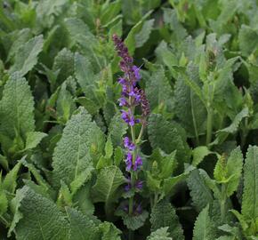 Šalvej lesní 'May Night' - Salvia sylvestris 'May Night'
