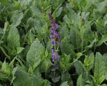 Šalvej lesní 'May Night'