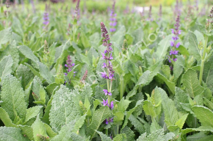 Šalvej lesní 'May Night' - Salvia sylvestris 'May Night'