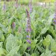 Šalvej lesní 'May Night' - Salvia sylvestris 'May Night'