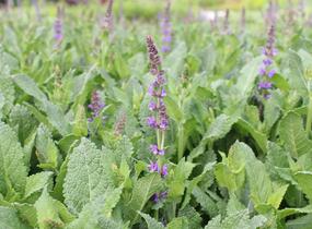 Šalvej lesní 'May Night' - Salvia sylvestris 'May Night'