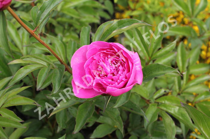 Pivoňka bělokvětá 'Margaret Truman' - Paeonia lactiflora 'Margaret Truman'