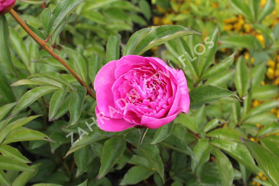 Pivoňka bělokvětá 'Margaret Truman' - Paeonia lactiflora 'Margaret Truman'