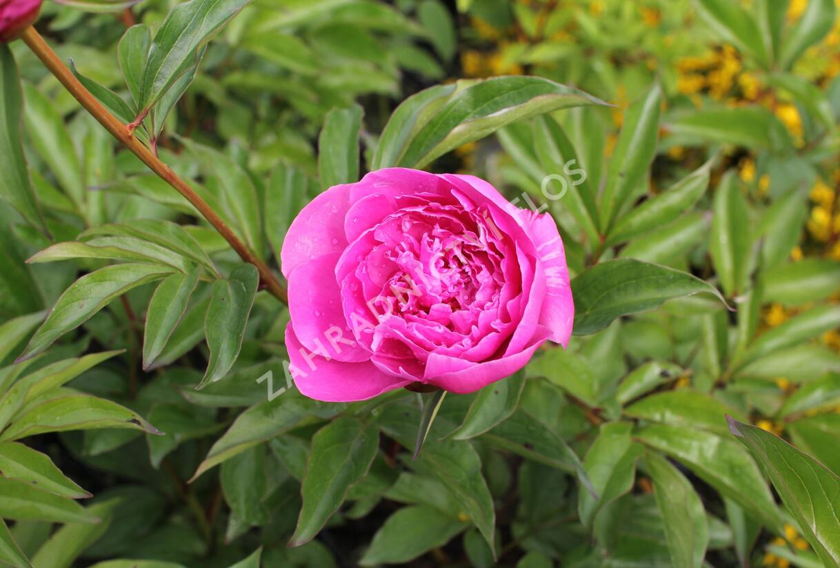 Pivoňka bělokvětá 'Margaret Truman' - Paeonia lactiflora 'Margaret Truman'