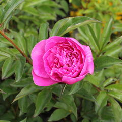 Pivoňka bělokvětá 'Margaret Truman' - Paeonia lactiflora 'Margaret Truman'