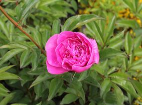 Pivoňka bělokvětá 'Margaret Truman' - Paeonia lactiflora 'Margaret Truman'