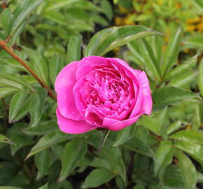 Pivoňka bělokvětá 'Margaret Truman' - Paeonia lactiflora 'Margaret Truman'