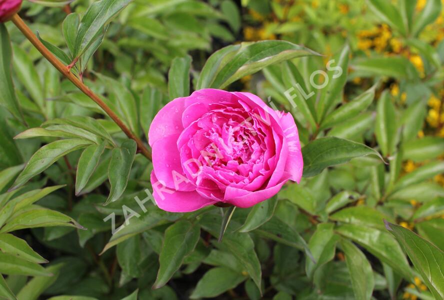 Pivoňka bělokvětá 'Margaret Truman' - Paeonia lactiflora 'Margaret Truman'