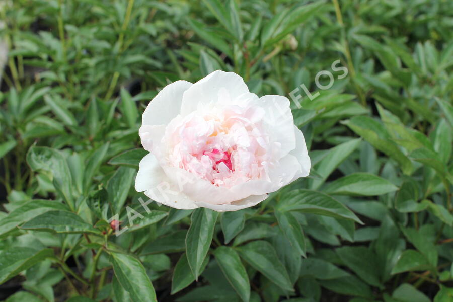 Pivoňka bělokvětá 'Mademe de Verneville' - Paeonia lactiflora 'Madam de Verneville'
