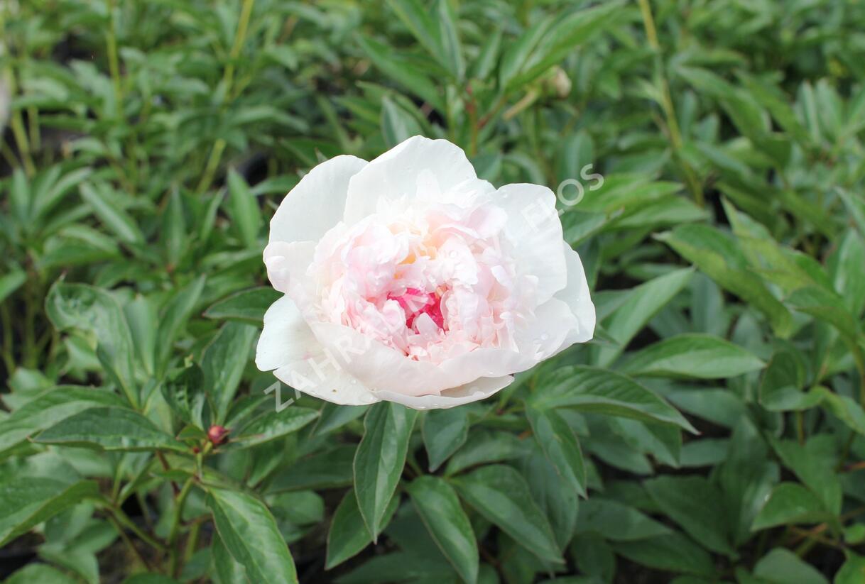 Pivoňka bělokvětá 'Mademe de Verneville' - Paeonia lactiflora 'Madam de Verneville'