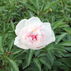 Pivoňka bělokvětá 'Mademe de Verneville' - Paeonia lactiflora 'Madam de Verneville'