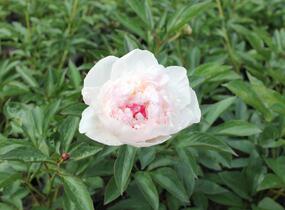 Pivoňka bělokvětá 'Mademe de Verneville' - Paeonia lactiflora 'Madam de Verneville'