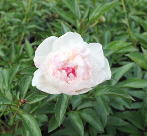 Pivoňka bělokvětá 'Mademe de Verneville' - Paeonia lactiflora 'Madam de Verneville'