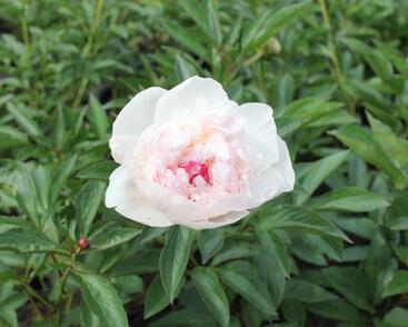 Pivoňka bělokvětá 'Mademe de Verneville'