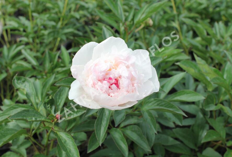 Pivoňka bělokvětá 'Mademe de Verneville' - Paeonia lactiflora 'Madam de Verneville'