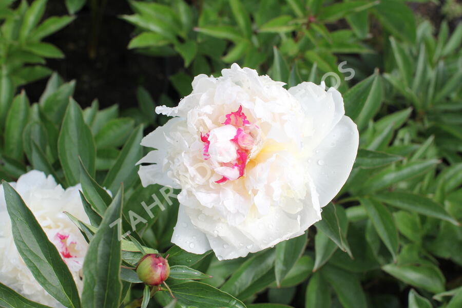 Pivoňka bělokvětá 'Mademe de Verneville' - Paeonia lactiflora 'Madam de Verneville'