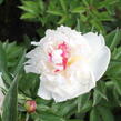 Pivoňka bělokvětá 'Mademe de Verneville' - Paeonia lactiflora 'Madam de Verneville'