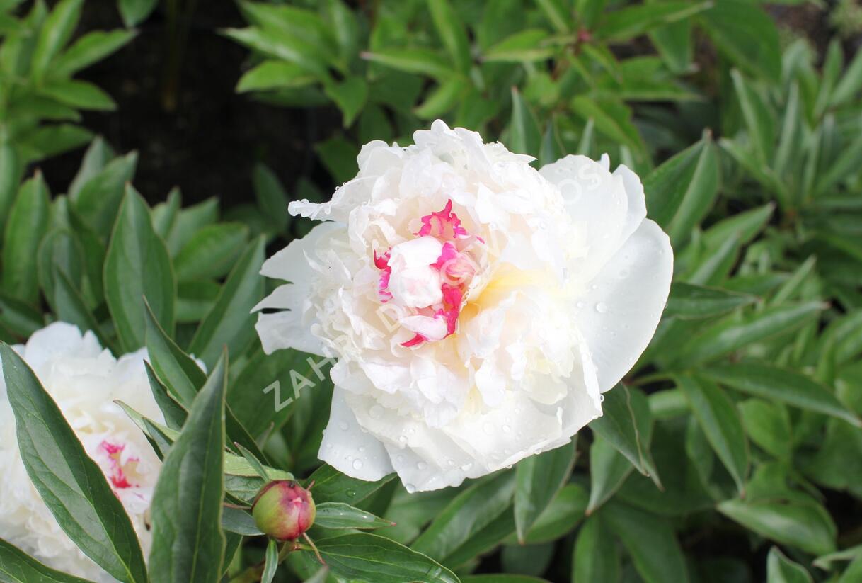 Pivoňka bělokvětá 'Mademe de Verneville' - Paeonia lactiflora 'Madam de Verneville'