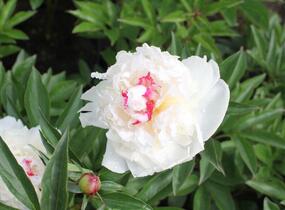 Pivoňka bělokvětá 'Mademe de Verneville' - Paeonia lactiflora 'Madam de Verneville'