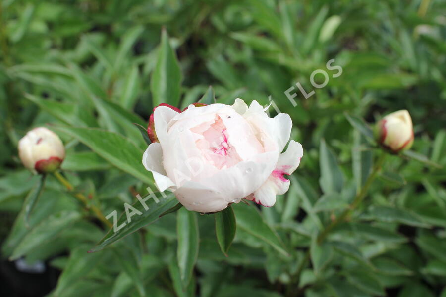 Pivoňka bělokvětá 'Mademe de Verneville' - Paeonia lactiflora 'Madam de Verneville'