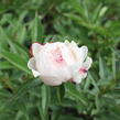 Pivoňka bělokvětá 'Mademe de Verneville' - Paeonia lactiflora 'Madam de Verneville'