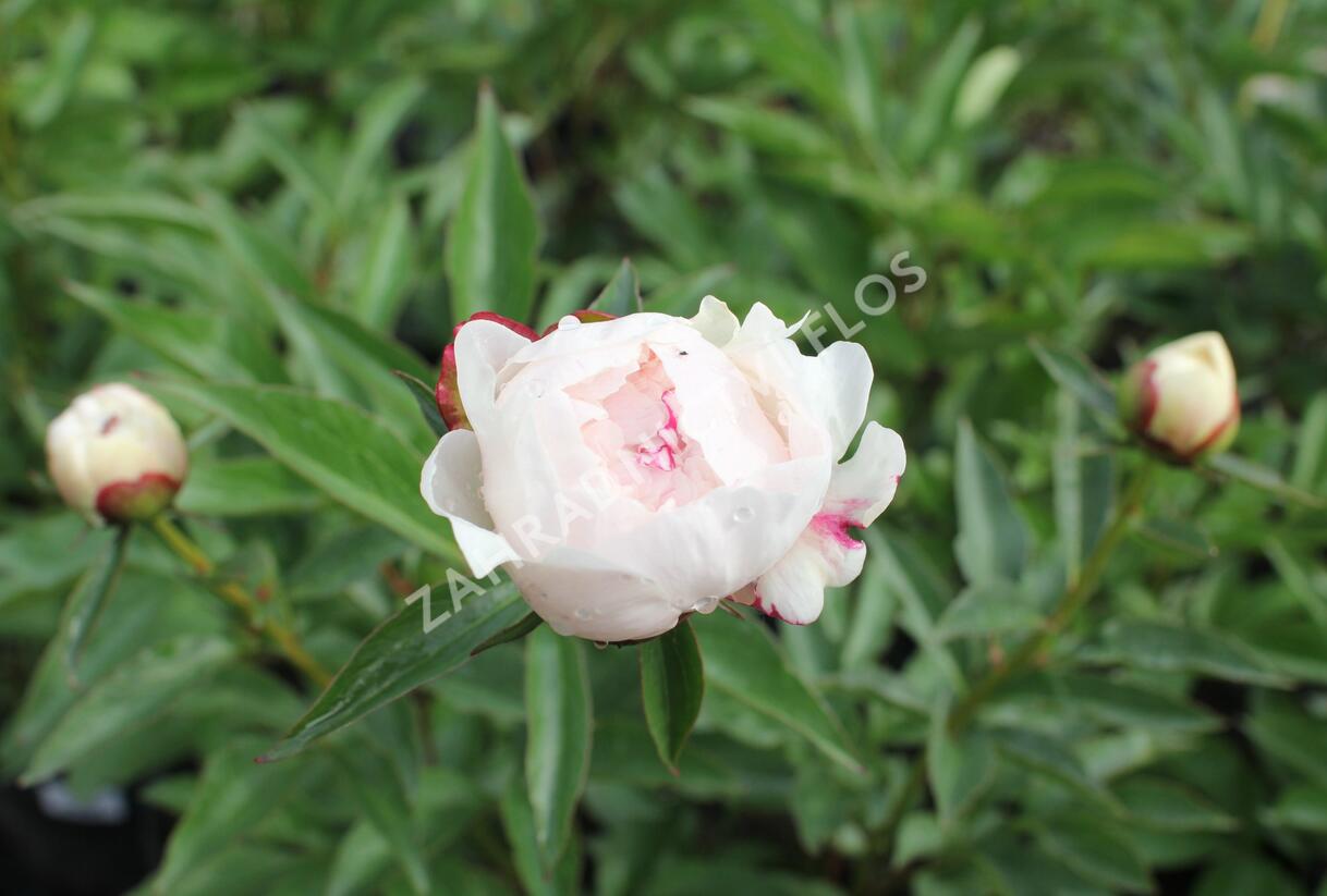 Pivoňka bělokvětá 'Mademe de Verneville' - Paeonia lactiflora 'Madam de Verneville'