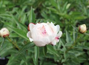 Pivoňka bělokvětá 'Mademe de Verneville' - Paeonia lactiflora 'Madam de Verneville'