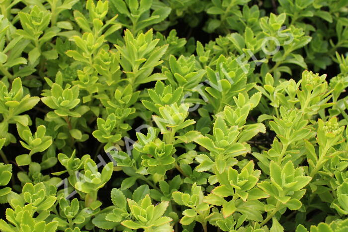 Rozchodník - Sedum takesimense