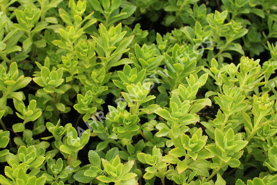 Rozchodník - Sedum takesimense