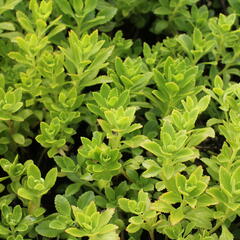 Rozchodník - Sedum takesimense