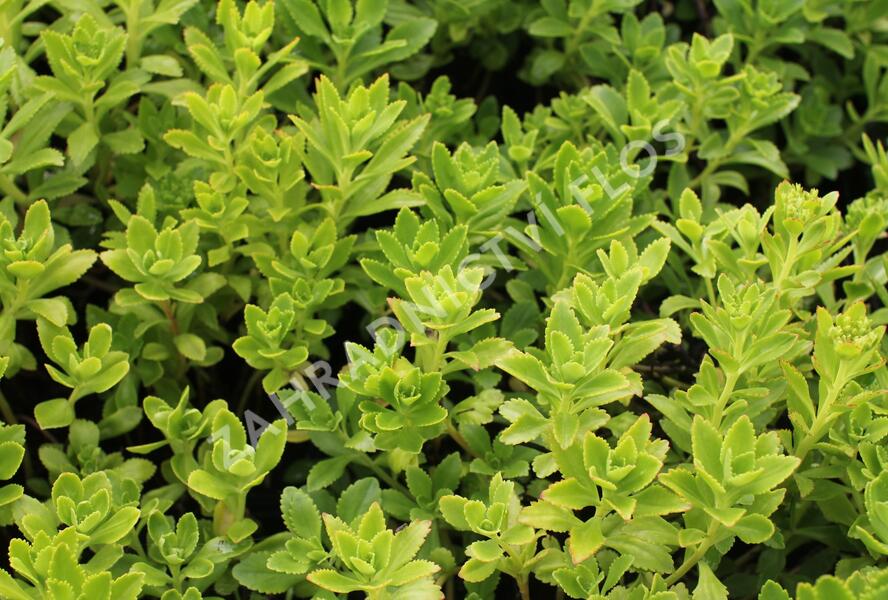 Rozchodník - Sedum takesimense