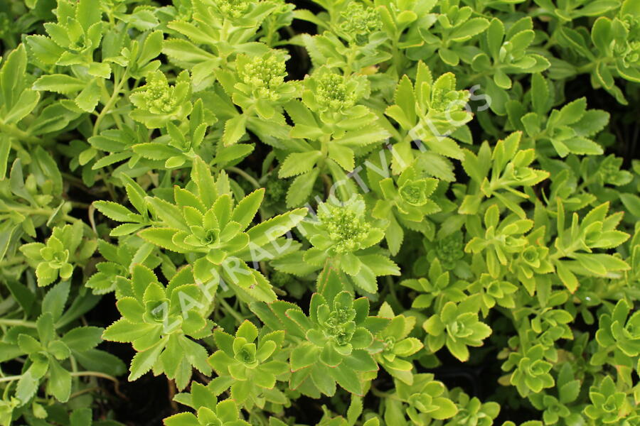 Rozchodník - Sedum takesimense